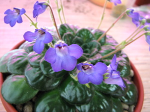P. minor