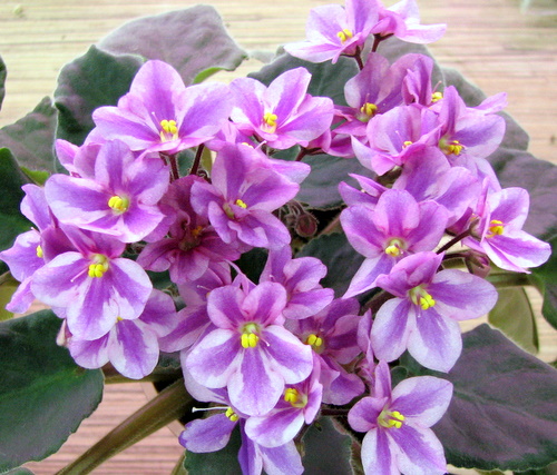 Natasja