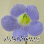 C. gemella style=