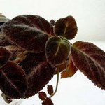 E. lilacina 'Chocolate Velour' style=