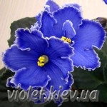 Blue Aura style=