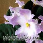 Blushing Ivory style=