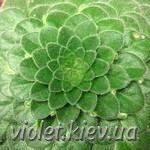 P.forrestii style=