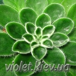 P.sericea style=
