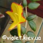 колумнея Carnival style=