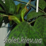 эсхинантус A . longicaulis style=