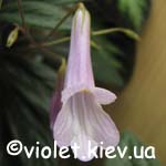 C. longgangensis style=
