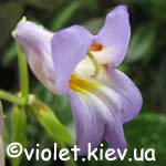 C. sinensis 'Hisako' style=
