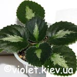 C. brassicoides 'Marble Leaf' style=